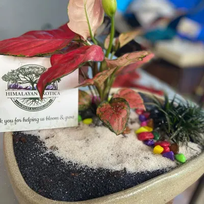 This custom arrangement for a corporate client features a red Aglaonema, a low maintenance indoor plant, styled with decorative sand and colorful stones. The branded note adds a professional, personalized touch.