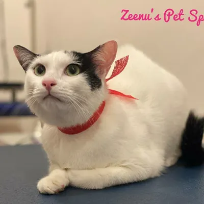 It’s not just long-haired cats who need pampering. This handsome short-haired cat is looking so sleek and dapper after his grooming session. A good bath and brush makes his white coat shine, and the red bow adds a splash of fun.