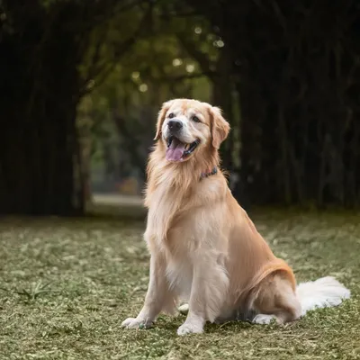 A majestic golden retriever named Archie sitting proudly in a beautiful, natural tunnel of trees.