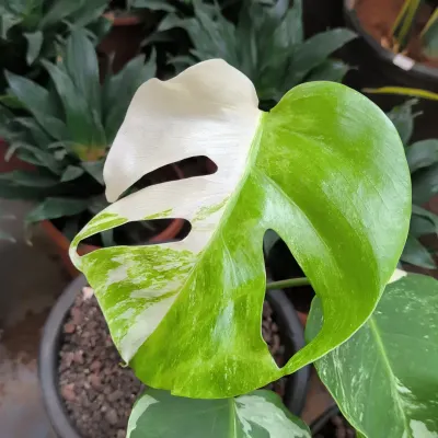 The stunning half-moon variegation on this Monstera Albo leaf is what makes it such a sought-after collector's plant. Each new leaf is a surprise.