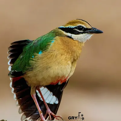 The Indian Pitta, often called the "Navrang" or nine-colored bird. This portrait, taken in the golden light of the late afternoon, shows off its vibrant green, blue, and buff plumage.