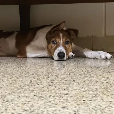 This is Juno, a 4-month-old puppy who was so fearful he would hide at the slightest noise and refused to leave the house. My first step in any behavior modification case is to build trust and help the dog feel safe in their environment.