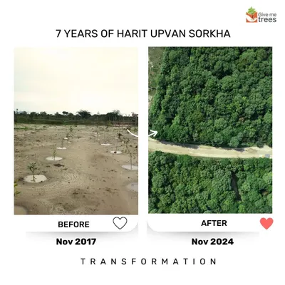 Another view of the incredible 7-year transformation at our Harit Upvan Sorkha site. From a flat, empty patch to a dense canopy, this is proof that with patience and the right methods, nature can be brought back even in urban fringes.