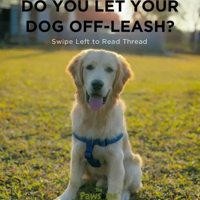 Do you let your dog off-leash? Here, you can do it with complete peace of mind in our fully fenced, 2-acre private park.