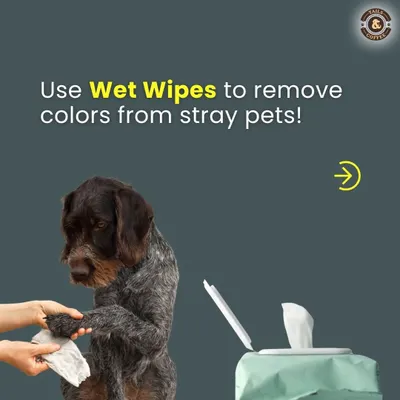 Holi can be stressful for animals. If you find a stray pet with color on them, please use gentle, pet-safe wet wipes to clean them instead of harsh methods. Let's keep all animals safe during the festival.