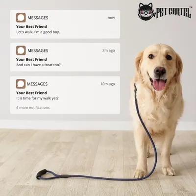 This is the feeling I aim for before every walk. My dog walking service is built around your dog's happiness and your need for a reliable, trustworthy walker. I ensure every outing is a safe and enjoyable adventure.
