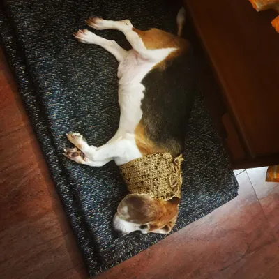 This is Alexander, a 12-year-old beagle who spent most of his life in a lab. He suffers from spondylosis, and the cold mornings are tough on his neck. A simple, warm neck-wrap makes a world of difference. My wellness plans go beyond diet to include practical, compassionate solutions for senior and special needs dogs.