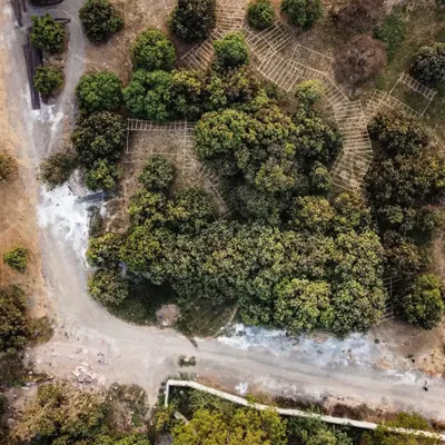 An aerial view of a full-scale mock-up built with bamboo in a mango grove. For sites with complex topography or vegetation, these life-size sketches are invaluable tools for understanding space and proportion in a way drawings cannot.