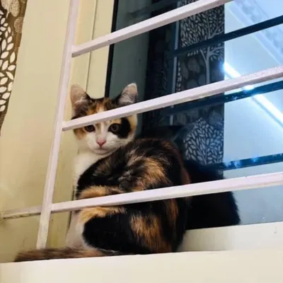 ADOPTED! Zozo and Shona, two beautiful female cats, have found their forever home together. Here is one of them peeking through a window grill.