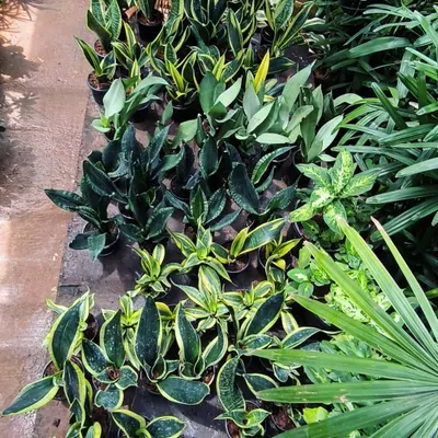 A view of some of the air-purifying plants I have in stock. You can see several varieties of Sansevieria, including the classic variegated type and the dark green 'Black Coral'.