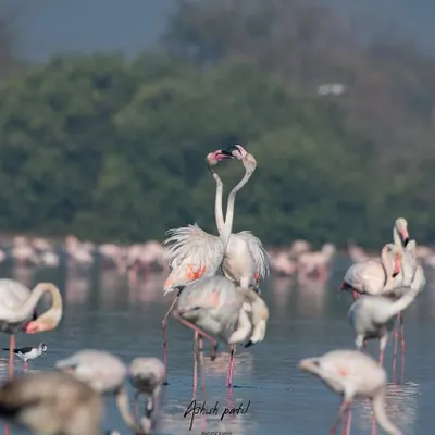 A beautiful moment of courtship between two flamingos. Capturing these behaviours requires understanding their patterns, which I guide you through during our local birding tours.