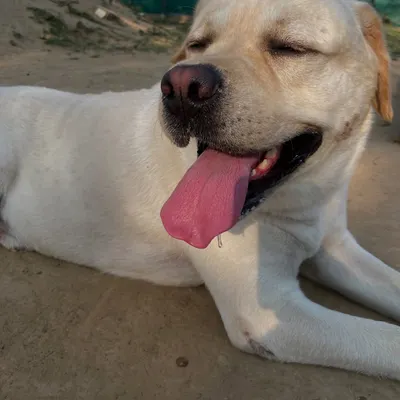 Sunkissed is our favorite attire. This beautiful Labrador is enjoying a quiet moment in the sun.