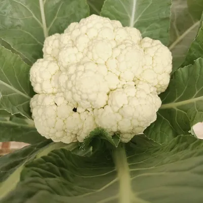 This is the kind of flower we grow for Valentine's Day. A perfect head of cauliflower, grown using hydroponics at our farm.