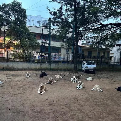 A moment of peace in the pack. This wide view shows over a dozen dogs of all shapes and sizes, including Labradors, Retrievers, and a Husky, co-existing peacefully in our outdoor play area. This demonstrates the calm and supervised environment we cultivate for group dog boarding.