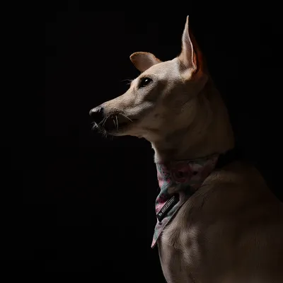 A classic profile shot of Penny the indie, this time with a stylish bandana. The controlled studio lighting carves out her features against the dark background, creating a portrait with a regal and sophisticated feel.