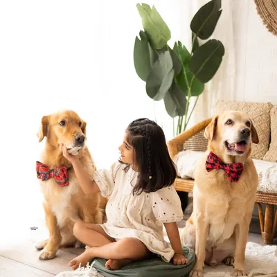 A girl and her best friends. This sweet moment shows a young girl sitting with her two handsome Golden Retrievers, who are patiently posing in their little bow ties.
