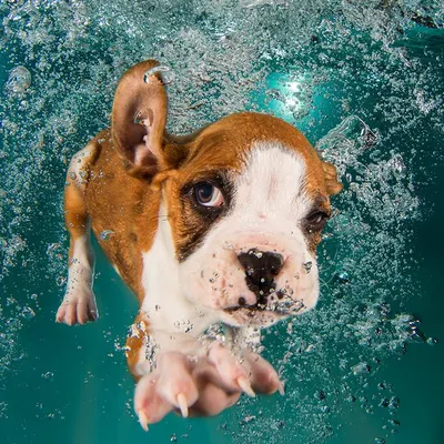 A determined boxer puppy goes for the prize. Our underwater sessions are perfect for capturing the energy and focus of even the youngest swimmers in a safe and fun environment.