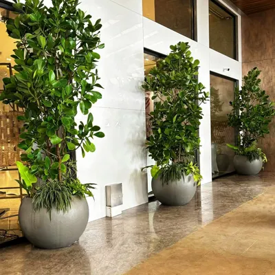 To liven up this banquet hall corridor in Worli, we lined the wall with large Ficus trees in modern, grey spherical planters. The overflowing greenery at the base adds to the lush, abundant feel, turning a simple hallway into a beautiful green space.