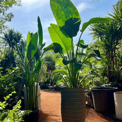 The magnificent Bird of Paradise, or Strelitzia Nicolai, is a favorite for bringing a tropical vibe to any space. Here they are at our nursery, their large, vibrant green leaves reaching for the sun, ready to find a new home.