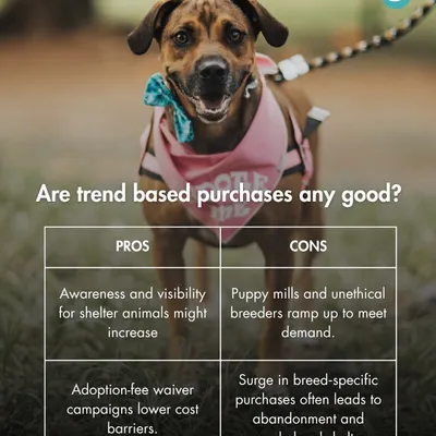 Pop culture trends can lead to surges in breed-specific purchases, but this often results in overwhelmed shelters when the novelty wears off. This graphic weighs the pros and cons of trend-based adoption.