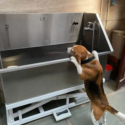 Here's Max the Beagle, carefully inspecting the grooming tub before we begin his spa day. I always let them get comfortable with the space first.