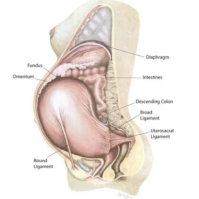 This anatomical illustration shows how your uterus expands and your internal organs shift to accommodate your growing baby. Understanding this helps appreciate the need for rest and gentle movement.