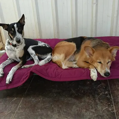 Sharing is caring. Here, two friends share a comfy mat for a little downtime. Dogs are free to relax alone or cuddle up with a buddy.