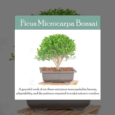 My Ficus Microcarpa Bonsai is a graceful, miniature tree that is relatively easy to care for, making it a great starting point for bonsai enthusiasts. It represents the art of patience and sculpting nature's beauty for your home.