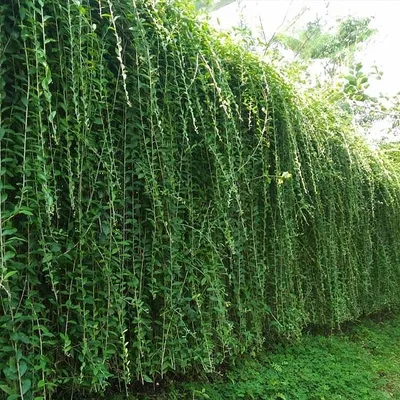 The Curtain Creeper (Vernonia elaeagnifolia) is an excellent choice for creating a dense, natural screen. We use it here to form a living curtain of green that provides complete privacy and a lush, tropical feel to the garden boundary.