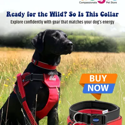 Ready for the wild? So is this collar. The Ancol Extreme Collar is built for dogs with high energy, featuring 360-degree padding and a rugged design for any adventure.