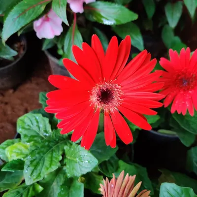 This classic red Gerbera daisy is a perfect example of simple beauty. Its bold color and perfect shape make it a standout in any garden or pot.