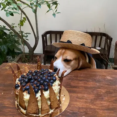 This dapper beagle in his little hat just melts my heart. He's admiring his special blueberry birthday cake before the party starts.