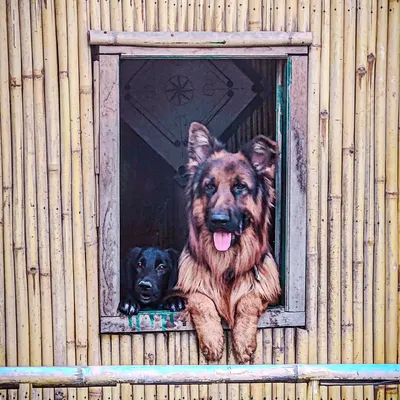 Your four-legged family members are always welcome here. Our resident greeters, a German Shepherd and his friend, love to say hello, showcasing our genuinely pet-friendly environment.