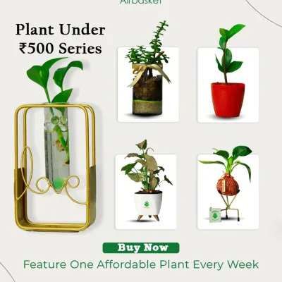 Good taste doesn't have to be expensive. My "Plant Under ₹500" series features a new, affordable, and beautiful plant every week, making it easy to grow your collection without breaking the bank.
