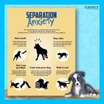 Separation anxiety can be tough for both you and your dog. Here are some simple, effective steps you can take to help your dog feel more secure when you're away. A well-socialized stay at a place like mine can also help a lot!
