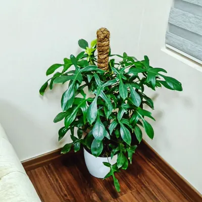 The Philodendron pedatum, with its uniquely shaped oak-like leaves, is a beautiful climber. It's a perfect choice if you want to add an exotic and lush look to a corner of your room.