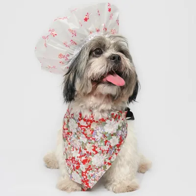This Shih Tzu is ready for a spa day, complete with a shower cap and a stylish bandana. We love capturing the fun and playful side of grooming.