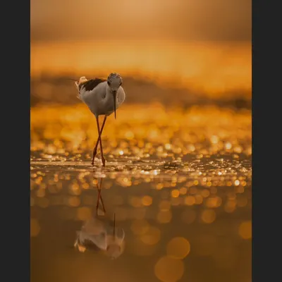 A Black-winged Stilt stands on its impossibly thin legs, its reflection captured in the glittering water. The golden bokeh of the sunrise turns the water's surface into a carpet of light.