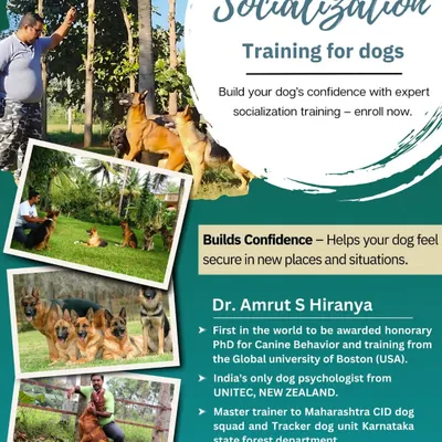 Socialization is not just about playing; it's about building a dog's confidence in new situations. My training programs provide a safe and controlled environment for dogs to learn and grow.