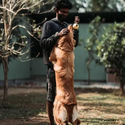 Watson the Golden Retriever has the most amazing coat. Here we are working on some focus exercises with his favorite ball. He's a very smart and attentive boy.