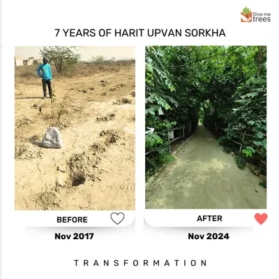A path that was once exposed and barren at our Sorkha site in 2017 is now a shaded green tunnel, seven years later. This is the result of consistent care and allowing native species to create a natural canopy.