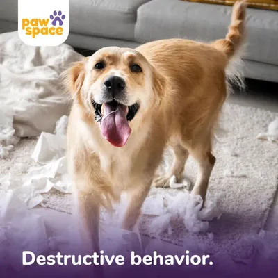 Destructive behavior, like shredding paper, is often a sign of boredom or anxiety. Our in-home training sessions provide mental stimulation and teach appropriate ways for your dog to use their energy, saving your furniture and your peace of mind.