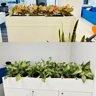 This side-by-side comparison shows how different plant choices can change the feel of a space using the exact same white planters. The top features the warm tones of Red Aglaonema, while the bottom offers the classic green and white of the Chinese Evergreen.