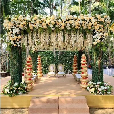 We created this stunning outdoor mandap using a lush canopy of cream roses and hanging wisteria, with green foliage pillars and traditional golden accents for a natural yet opulent feel.