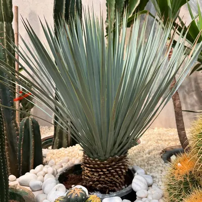 The Yucca Rostrata is a stunning architectural plant. Its spherical head of blue-silver leaves sits atop a sturdy trunk, creating a luxurious and modern desert look for gardens and decks.
