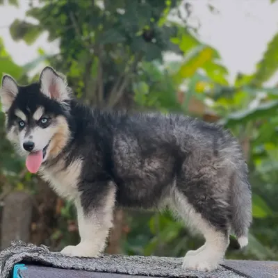 A standing profile of a black and white Husky puppy, showing off its confident stance and thick, woolly fur. This is the kind of healthy, well-structured pup my breeding program produces.