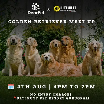 An event poster for our Golden Retriever Meet-Up, showcasing a group of beautiful Goldens. These tribe meetups are a fantastic opportunity for dogs and their parents to connect with their own breed community.