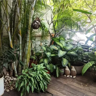 This cozy balcony has been transformed into a lush retreat with a wooden deck, potted bamboo, and a variety of tropical foliage plants. It proves that even in the city, you can have your own private jungle.