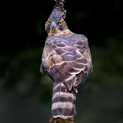 A Legge's Hawk-Eagle looks back with an intense, piercing gaze. The dramatic crest and powerful build are characteristic of this formidable forest raptor.