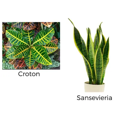 Add a splash of color with a Croton plant, known for its vibrant, multi-colored leaves, or choose the classic Sansevieria, a hardy, air-purifying plant that thrives on neglect.
